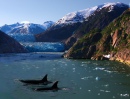 Killer Whales of Alaska