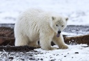 Polar Bear Cub, Arctic National Wildlife Refuge