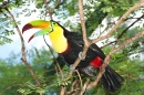 Toucan in a Tropical Rainforest