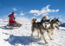 Sled Dogs in the Alps