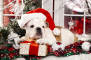 Christmas Bulldog Puppy