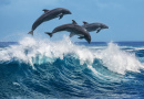 Dolphins Jumping over Breaking Waves, Hawaii