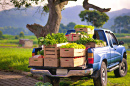Blue Pickup Truck with Fresh Vegetables